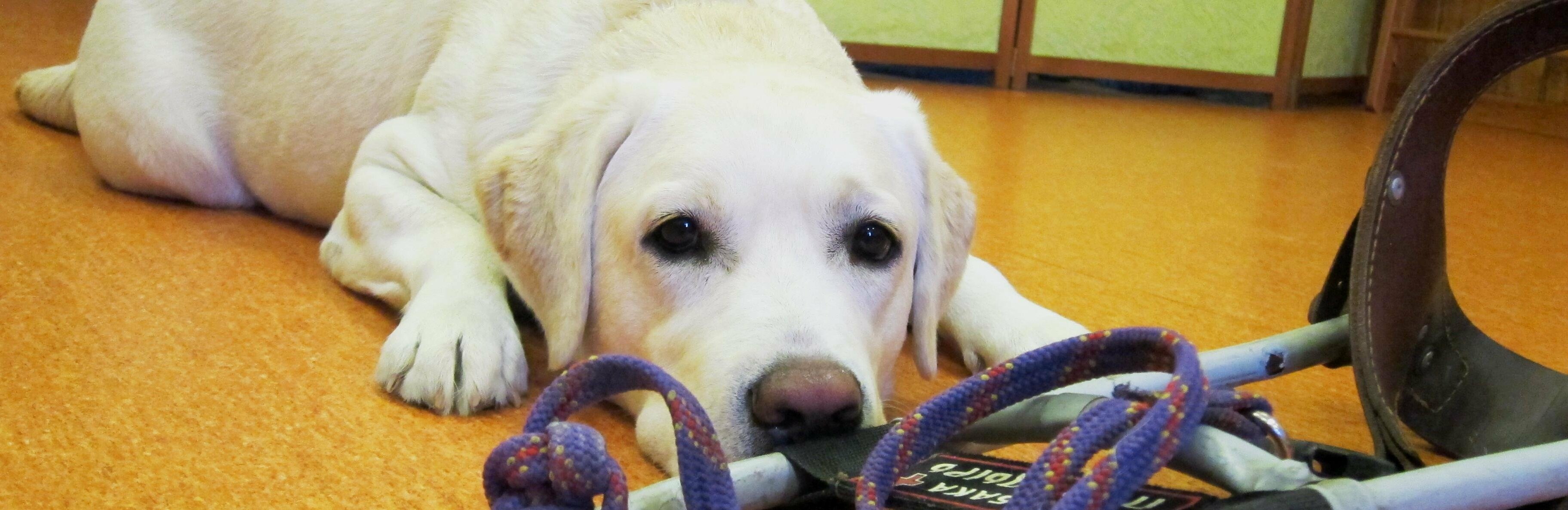 На Камчатке слепого мужчину с собакой-поводырем выставили из кафе