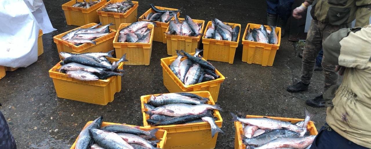 На Камчатке поймали браконьеров с тонной рыбы На Камчатке поймали браконьеров с тонной рыбы