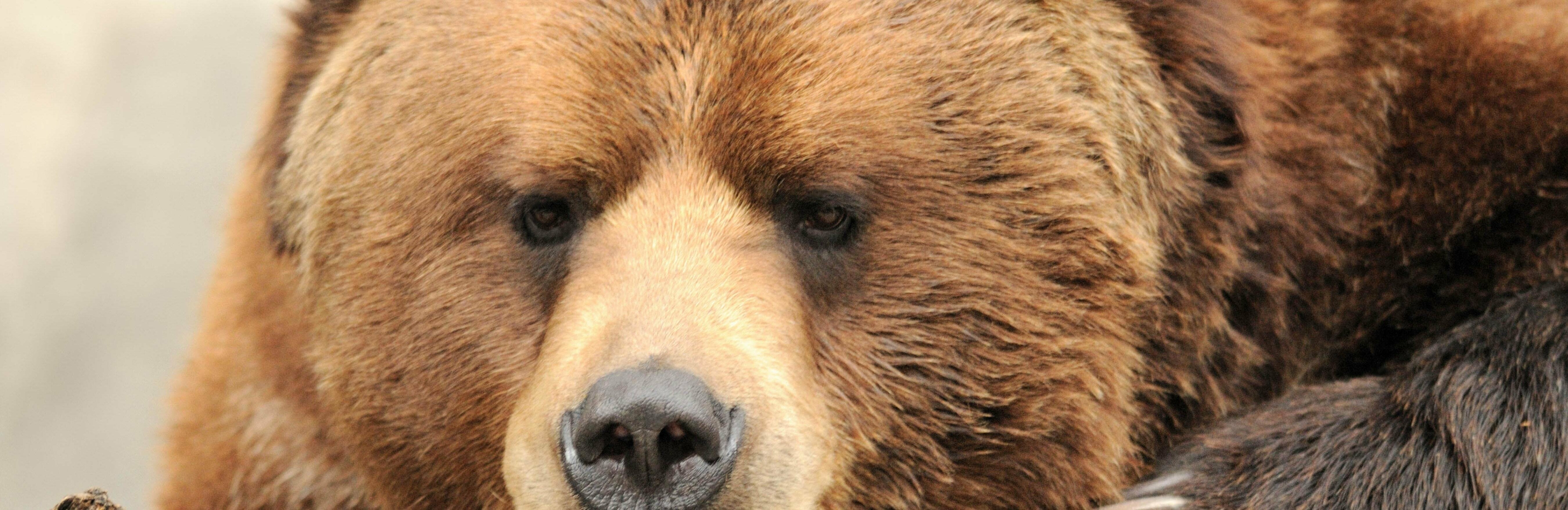 Двух медведей, вышедших к людям, отстрелили в этом сезоне на Камчатке