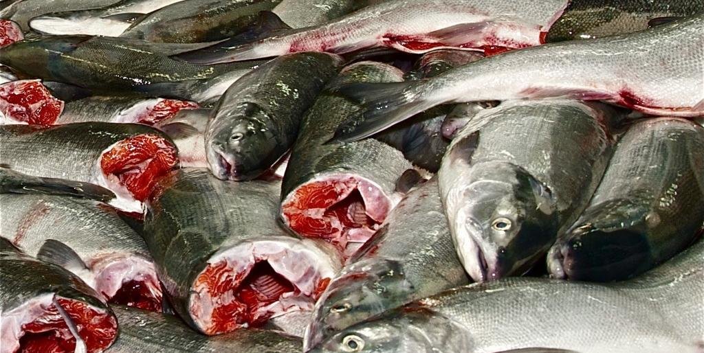 Главная рыбалка года стартовала на Камчатке - ждем рекордных уловов Главная рыбалка года стартовала на Камчатке - ждем рекордных уловов