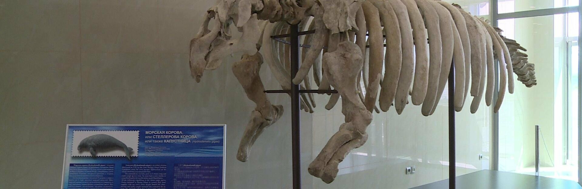Камчатцам покажут полный скелет морской коровы Стеллера