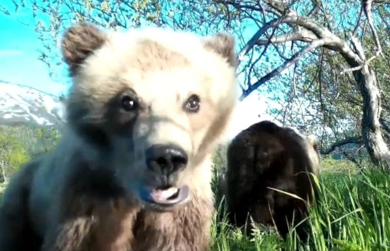 Медвежье видеоселфи 