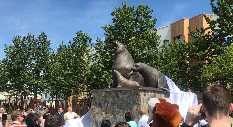 "Семья сивучей" поселилась в Петропавловске-Камчатском