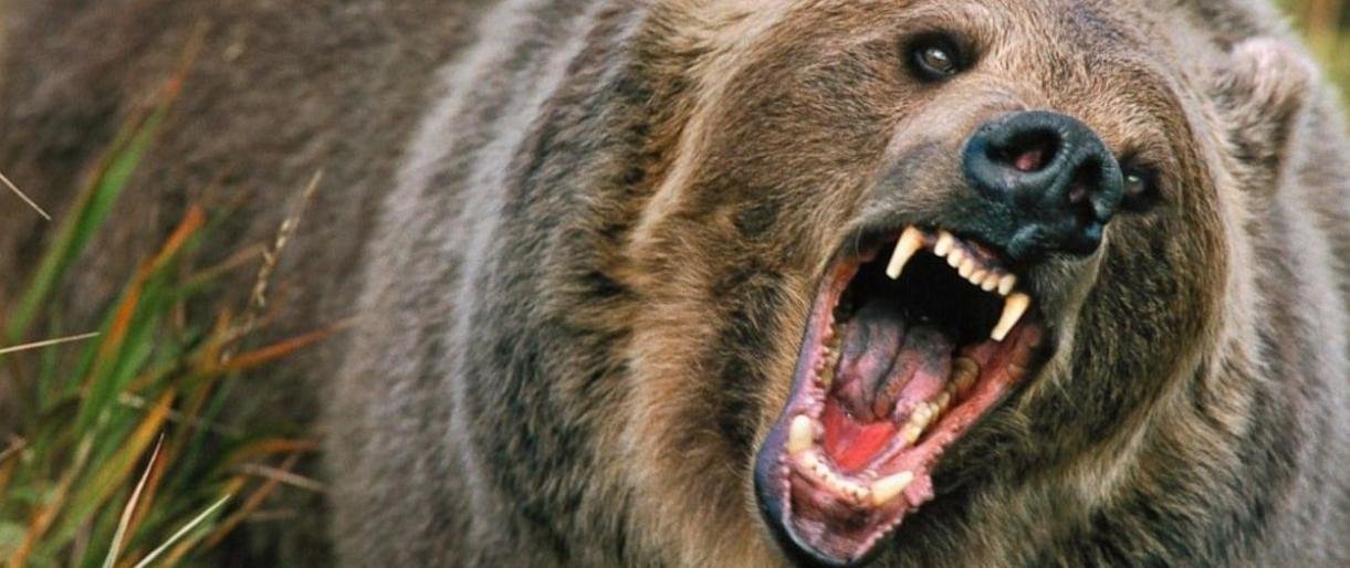 Агрессивный медведь бродит в окрестностях Петропавловска
