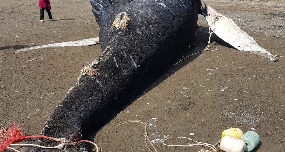 На Камчатке кит запутался в рыболовных сетях и погиб