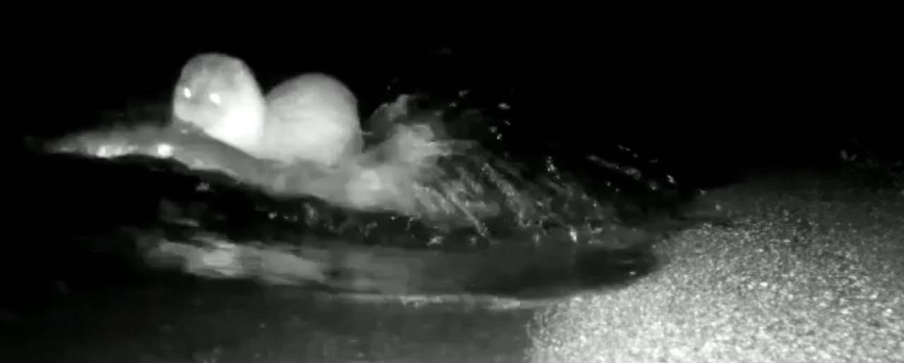 Камчатская выдра устроила ночную рыбалку и стала звездой интернета