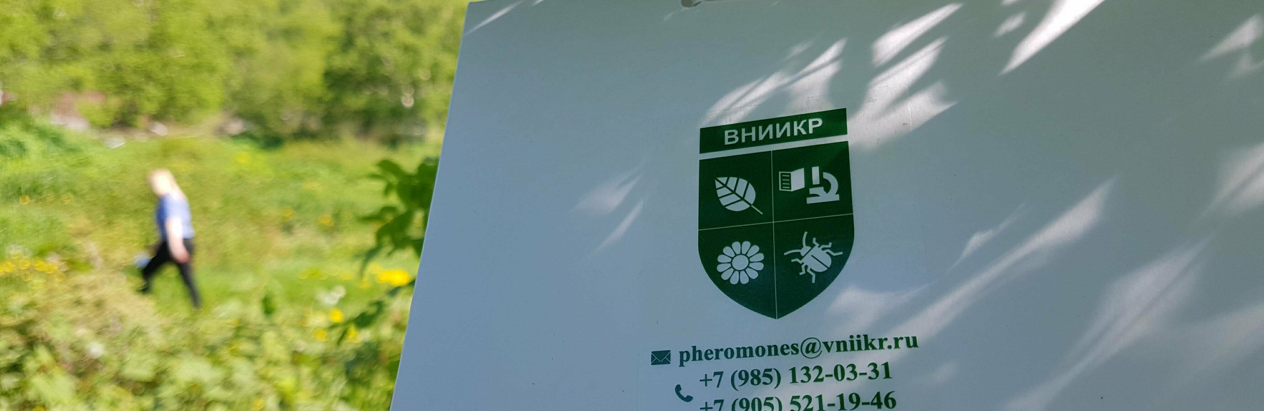 Ловушки на коричнево-мраморного клопа развесили в Петропавловске