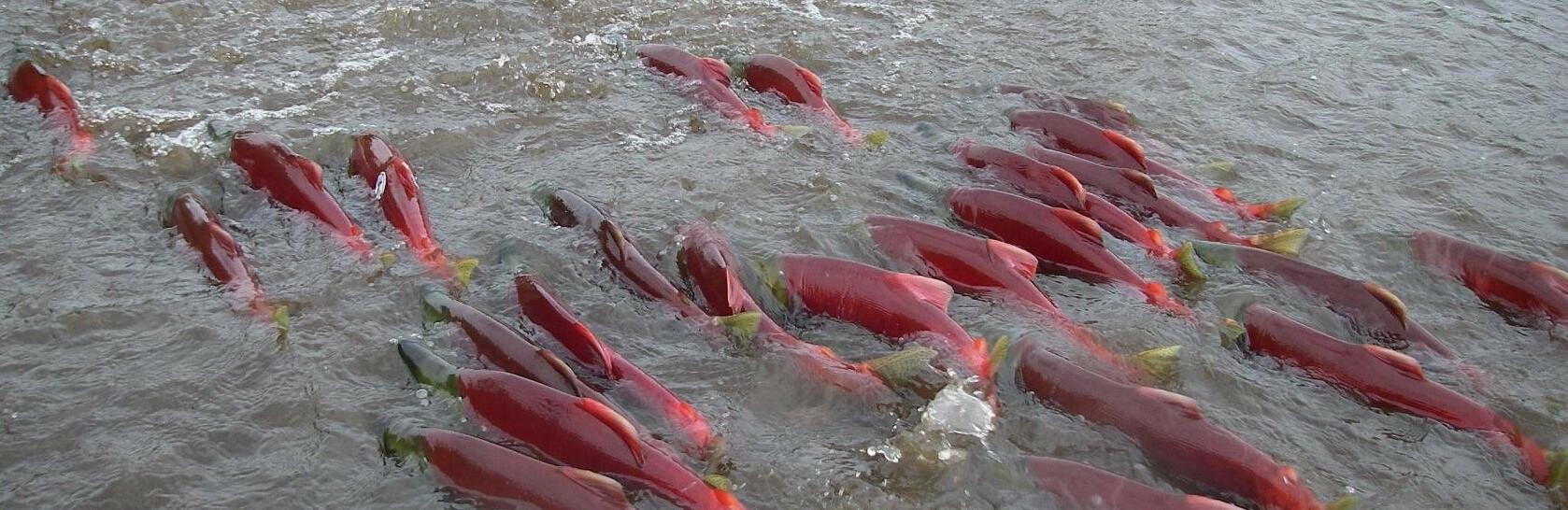 Лосось начал заходить в реки на западе Камчатки