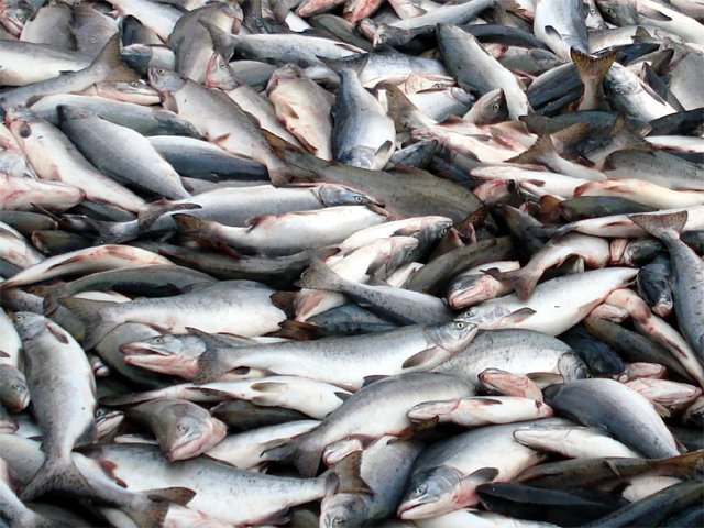 На Камчатке можно купить горбушу по социальной цене