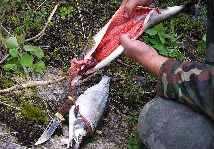 Требовали «закрыть глаза» - камчатские браконьеры избили инспекторов рыбоохраны