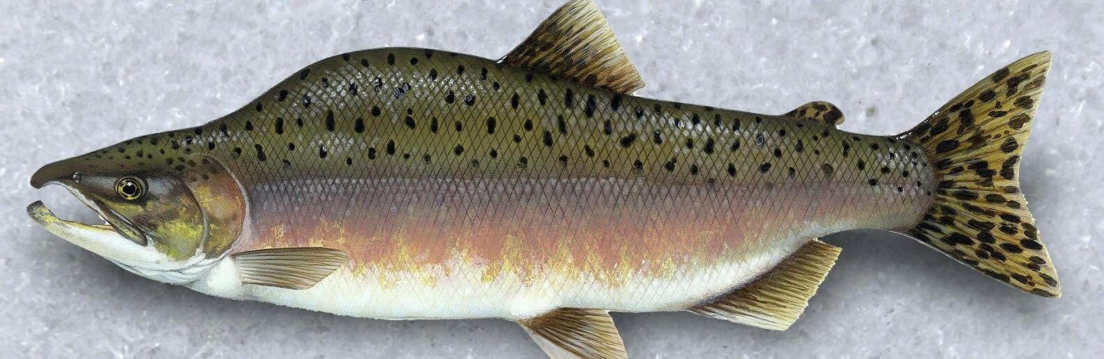 Свежая горбуша по социальной цене появится сегодня на прилавках Петропавловска