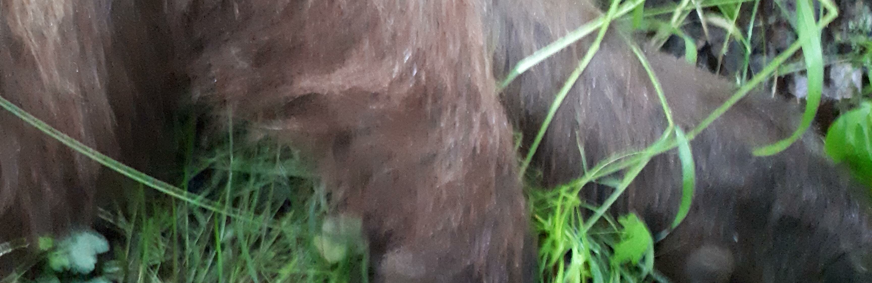 Медведя-подранка ищут в районе елизовского кладбища  