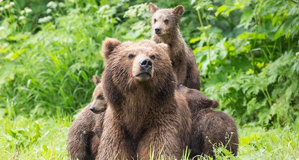 На камчатке знаменитая многодетная медведица отправила детей во взрослую жизнь