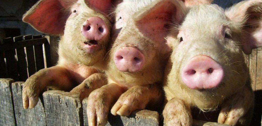 На Камчатке  увеличат объём  производства свинины в 3 раза