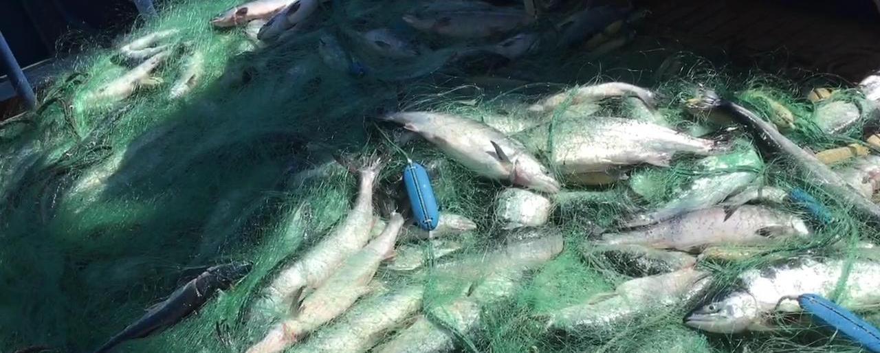 "Стены смерти" обнаружили пограничники в районе острова Парамушир