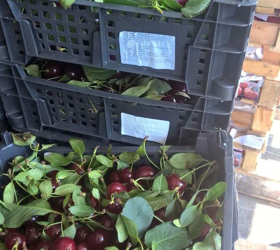 Вишня на свалке – на Камчатке уничтожили более 30 кг «санкционки»