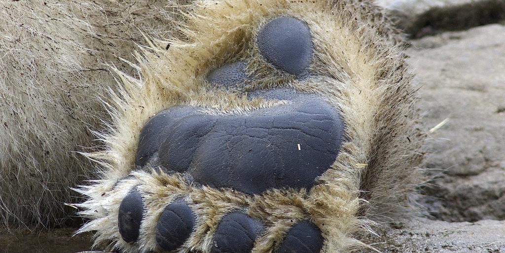 Еще одного медведя ликвидировали охотоведы в районе Елизовского кладбища