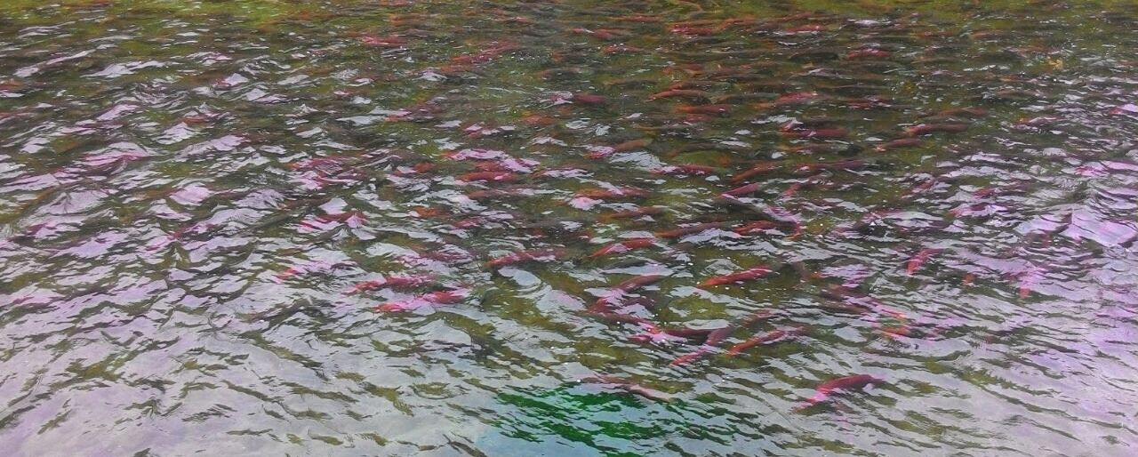 КамчатНИРО отмечает хорошее заполнение нерестилищ рек на западе Камчатки 