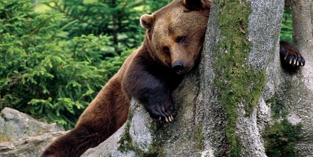 Осторожно! Медведь!