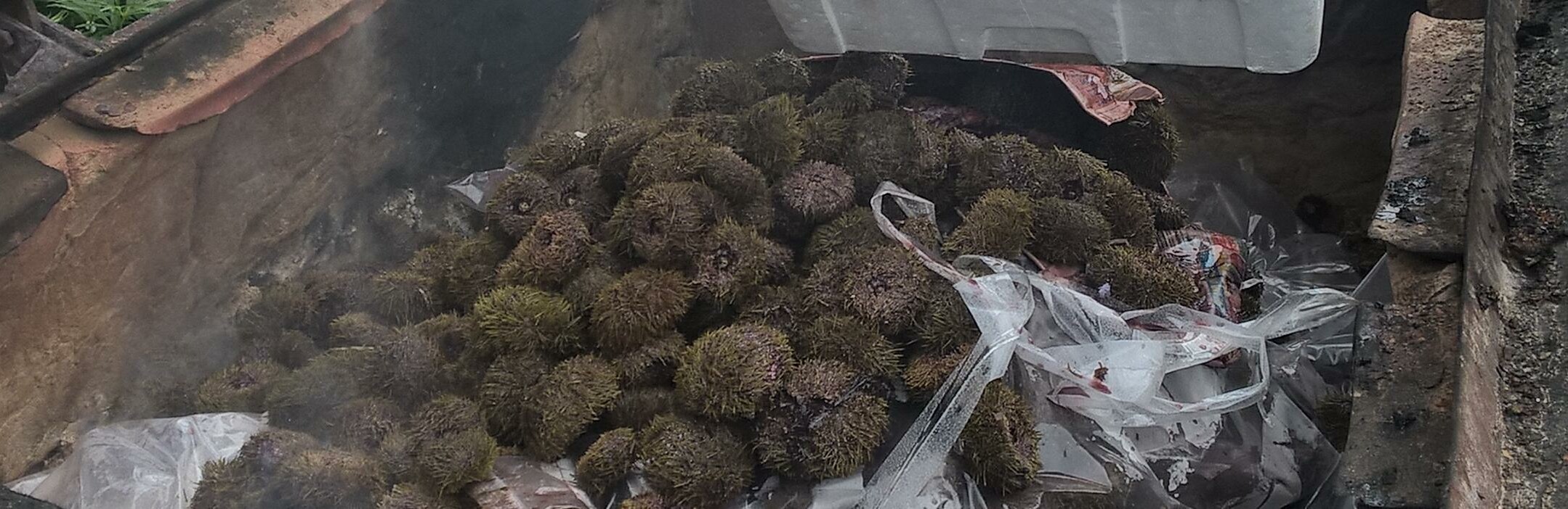 На Камчатке уничтожили партию морских ежей