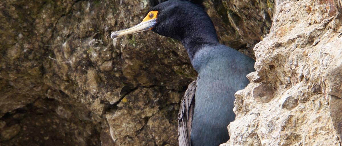 Камчатский депутат нашел колонию бакланов 