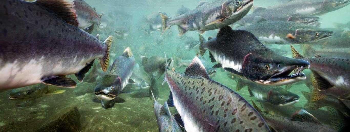 Небывалый объем лосося подошел к берегам Камчатки