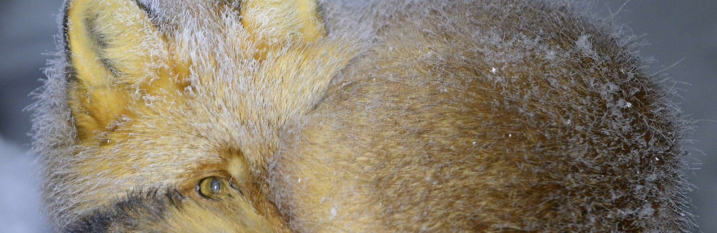 Дремлющий в инее лис покорил жюри фотоконкурса «Я в сердце изображения» 