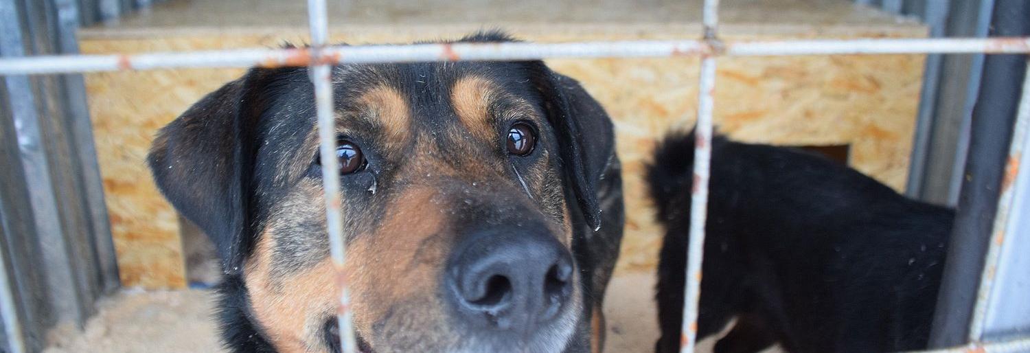 В Елизовском районе начался отлов бездомных собак