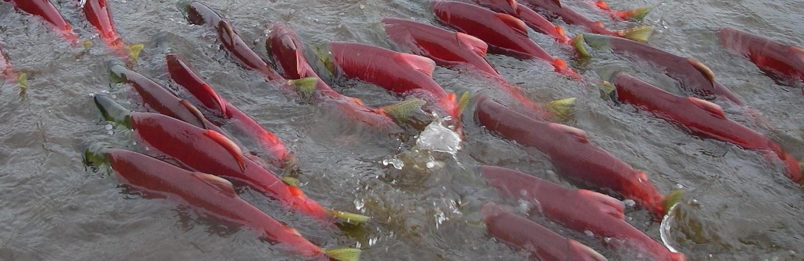 Камчатские рыбаки бьют рекорды