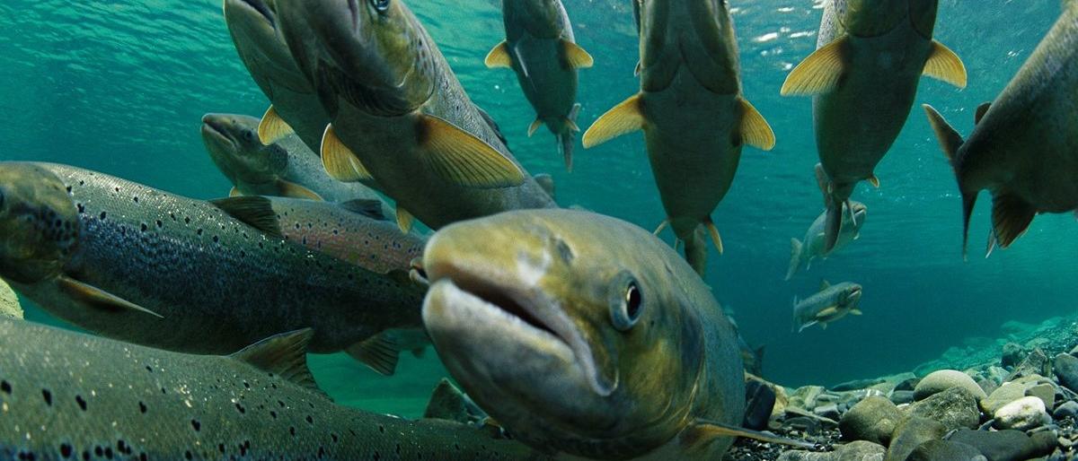 Увеличен объем вылова тихоокеанских лососей