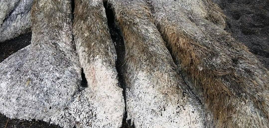 Останки разлагающегося кита переполошили камчатские соцсети