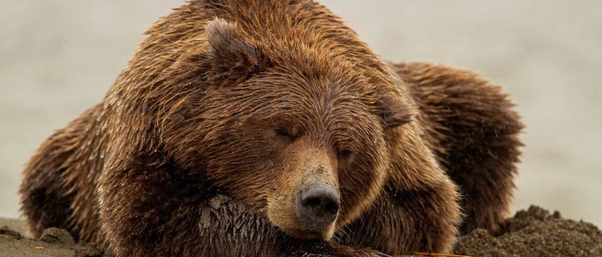 Осторожно! По Елизово бродит медведь!