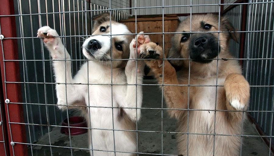 В камчатском приюте для животных пройдет день открытых дверей