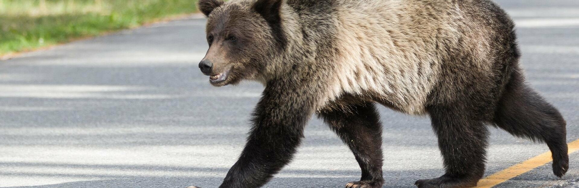 На Камчатке машина сбила медведя и улетела в кювет