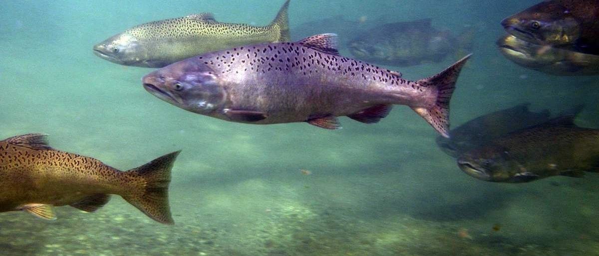 Популяция западно-камчатской чавычи катастрофически снизилась