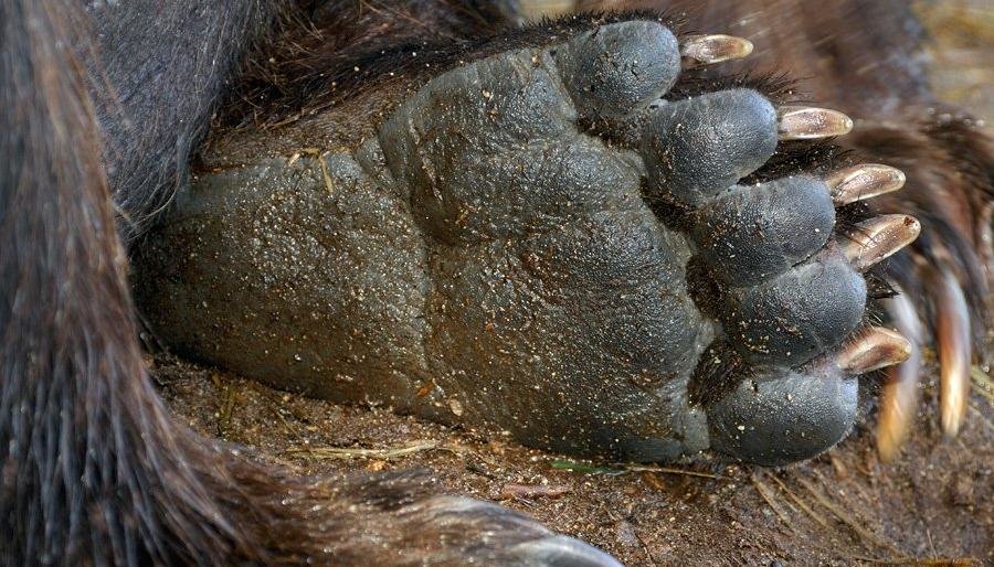 Два медведя-людоеда застрелены в камчатском заказнике  