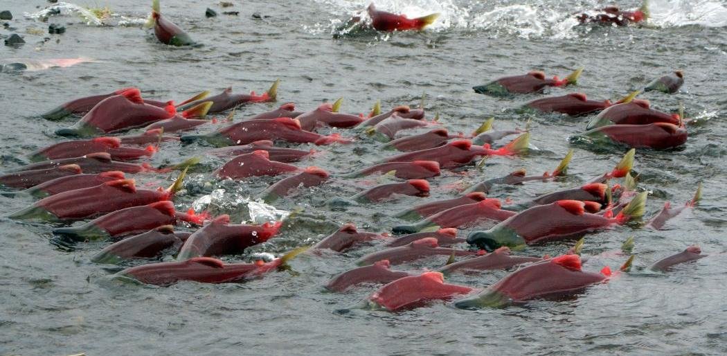 Камчатские рыбаки заявили об угрозе популяции нерки из-за переполненности нерестилищ 
