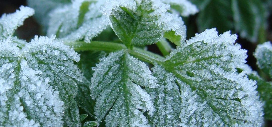 На Камчатке ожидаются заморозки