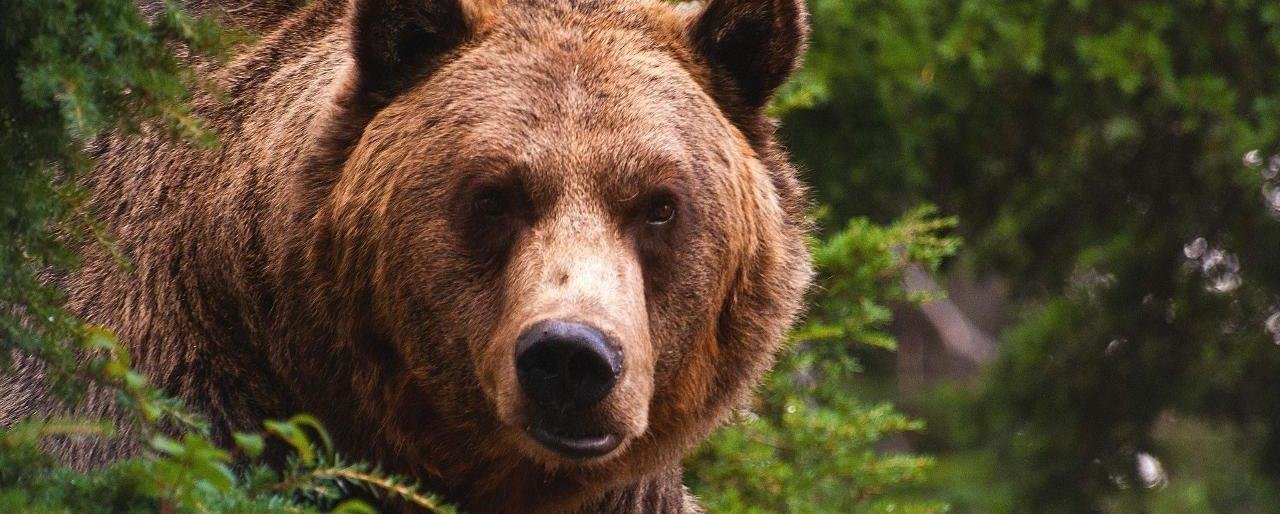 Мужчина потерялся в елизовском лесу, где бродят медведи 