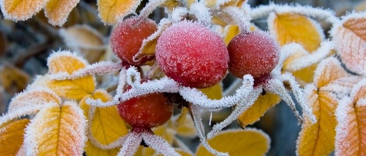 Заморозки прогнозируют синоптики в нескольких районах края