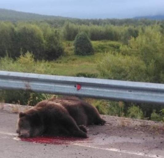 На Камчатке люди уничтожили косолапую звезду Instagram