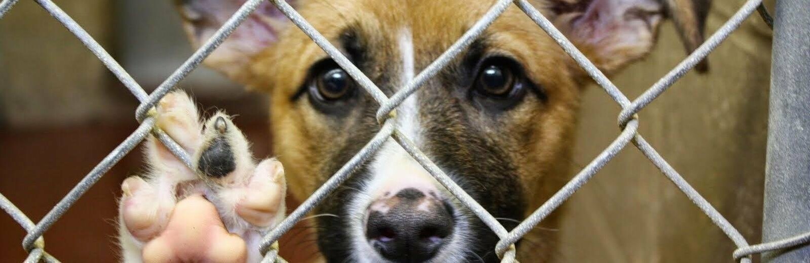 Не для слабонервных - в сети появились жуткие видео из камчатского ПВС для собак