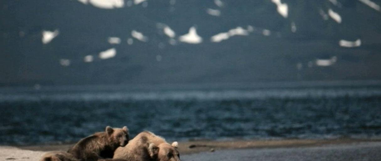 Камчатская медведица усыновила осиротевшего медвежонка