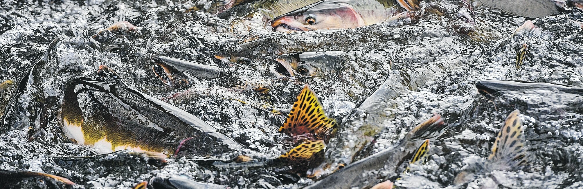 Рыбаки Камчатки выловили уже свыше 495 тысяч тонн лосося