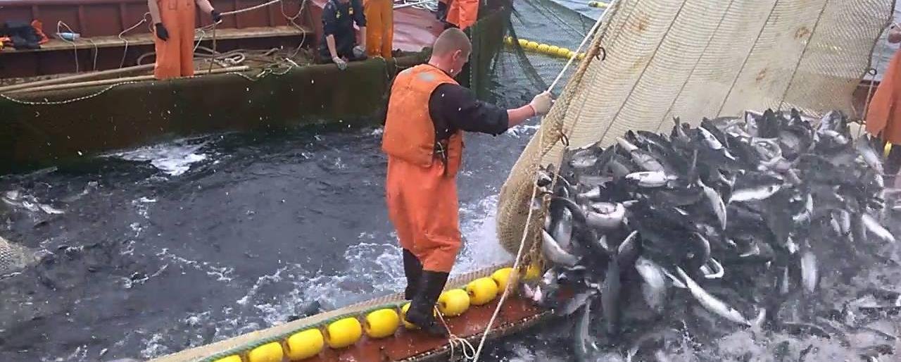 Лососевая путина подошла к концу на Камчатке