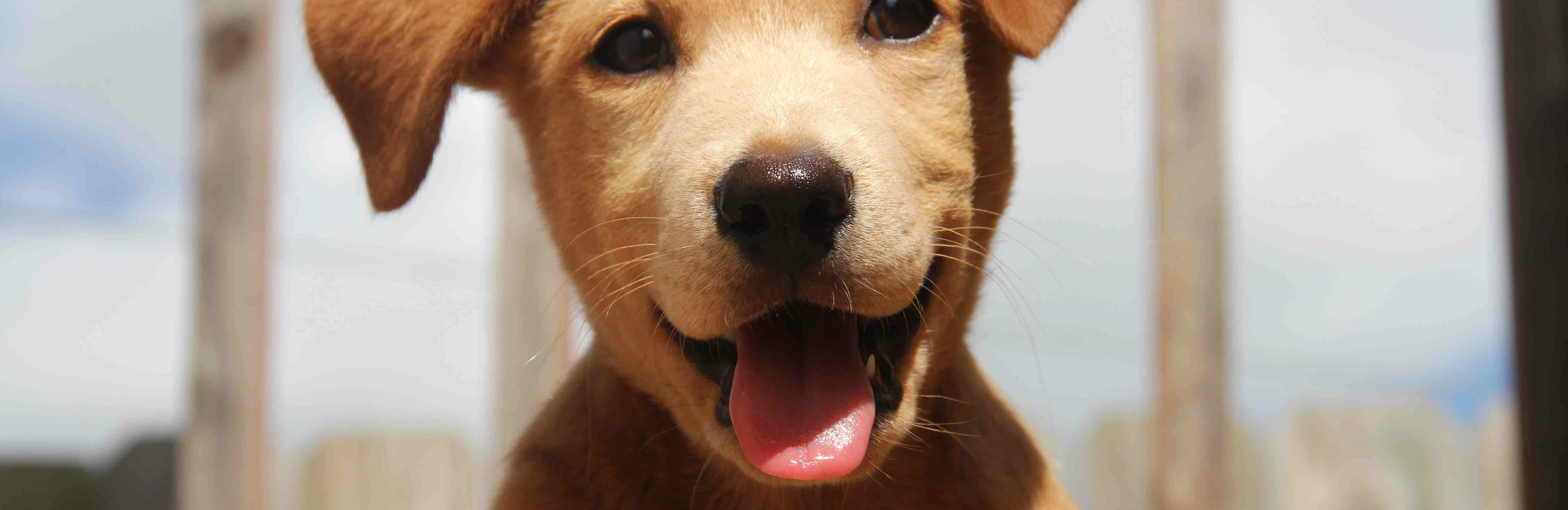 Спецплощадка для выгула собак появится в Петропавловске через месяц