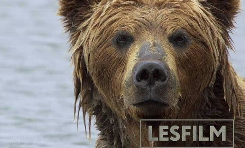 Камчатцам расскажут о правилах поведения на медвежьей территории