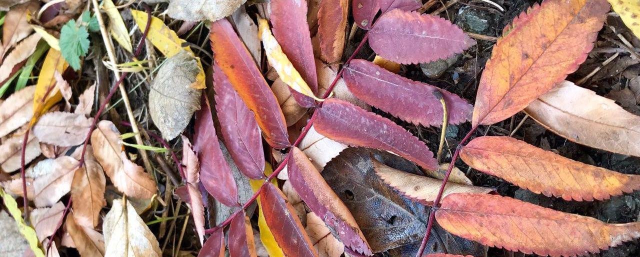 На Камчатке выдалось затяжное "бабье лето"