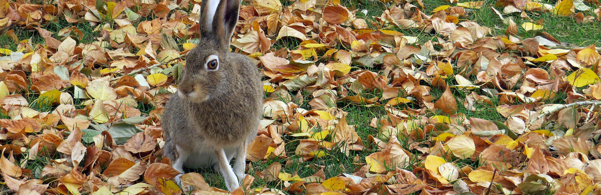 На Камчатке охотник подстрелил товарища вместо зайца