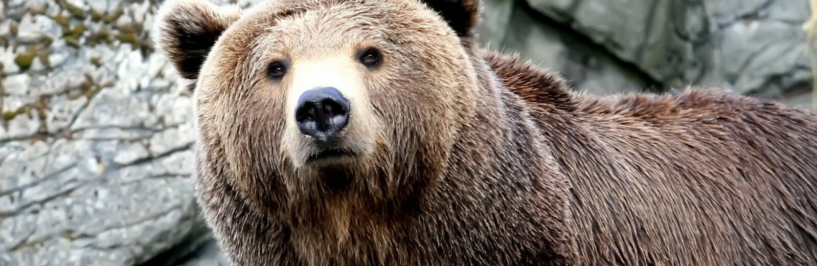 Прокуратура требует защитить жителей Усть-Камчатска от медведей 